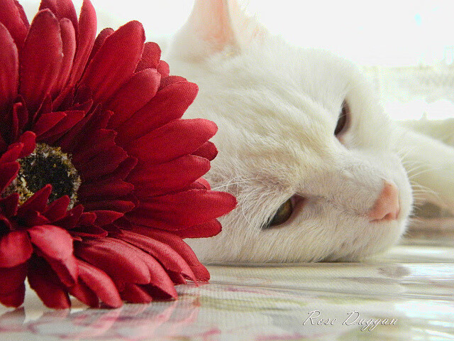 东决关键战焦点战,山西队全面打穿广厦队,团队篮球铸就辉煌胜利