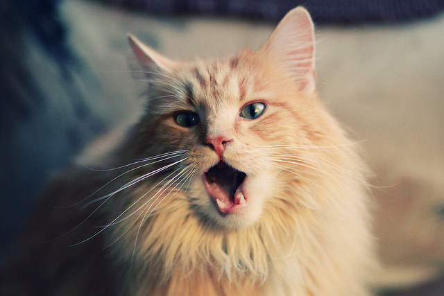 爱游戏在线-欧洲对抗一锤定音！楚阿梅尼惊世远射定乾坤