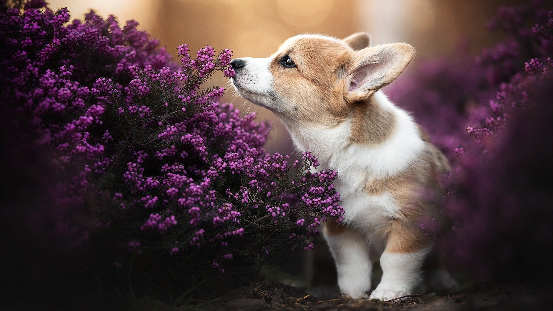 戈贝尔末节统治攻防 独行侠18分逆转篮网