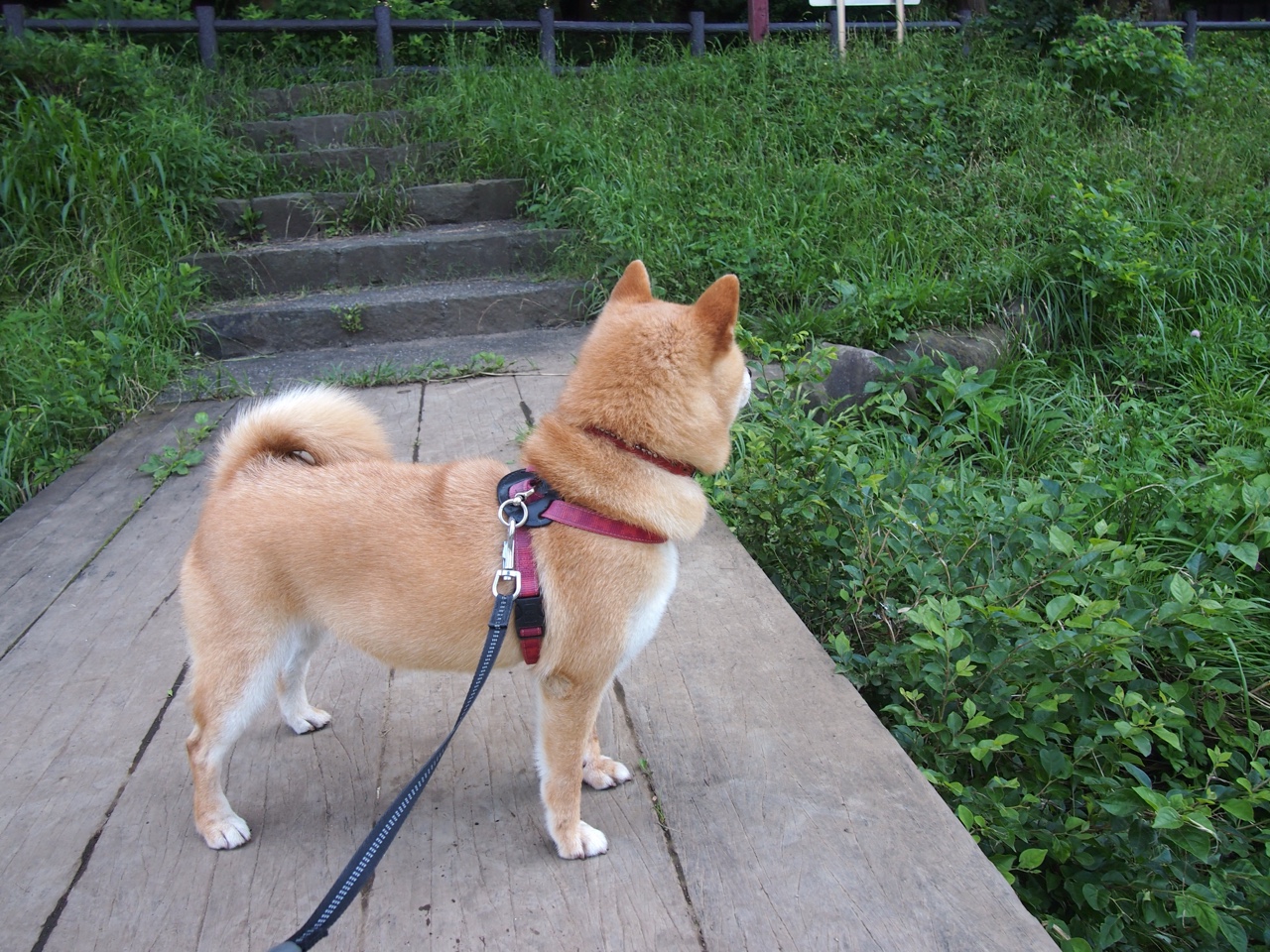 穿越时空的绿茵交响，当个人英雄主义遭遇整体足球的狂想